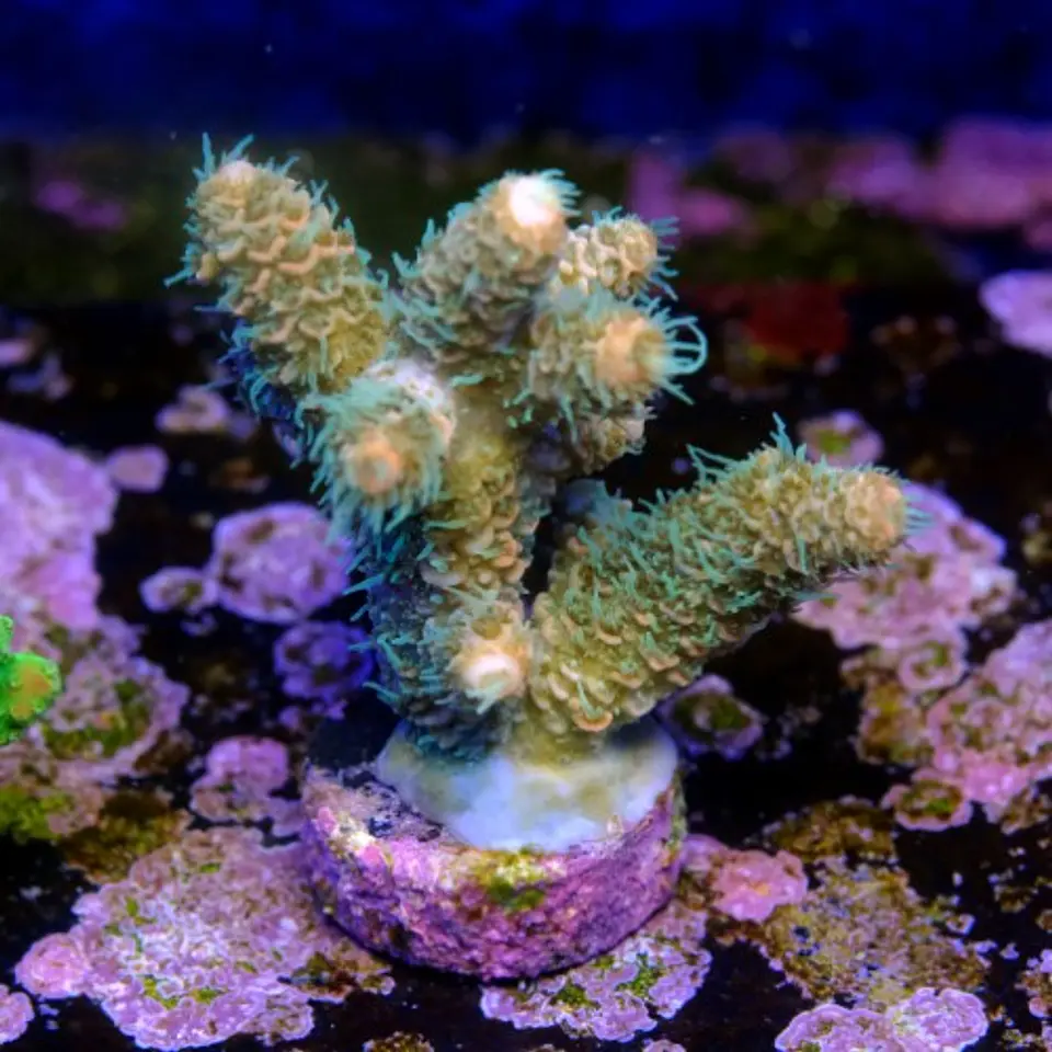 Acropora millepora solar flare 2
