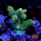 Acropora millepora solar flare 1