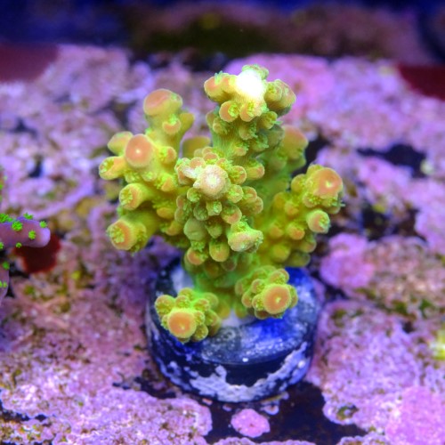 Acropora florida 2