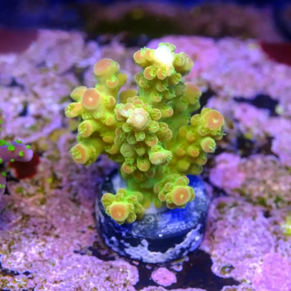 Acropora florida 2