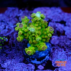 Acropora florida 1