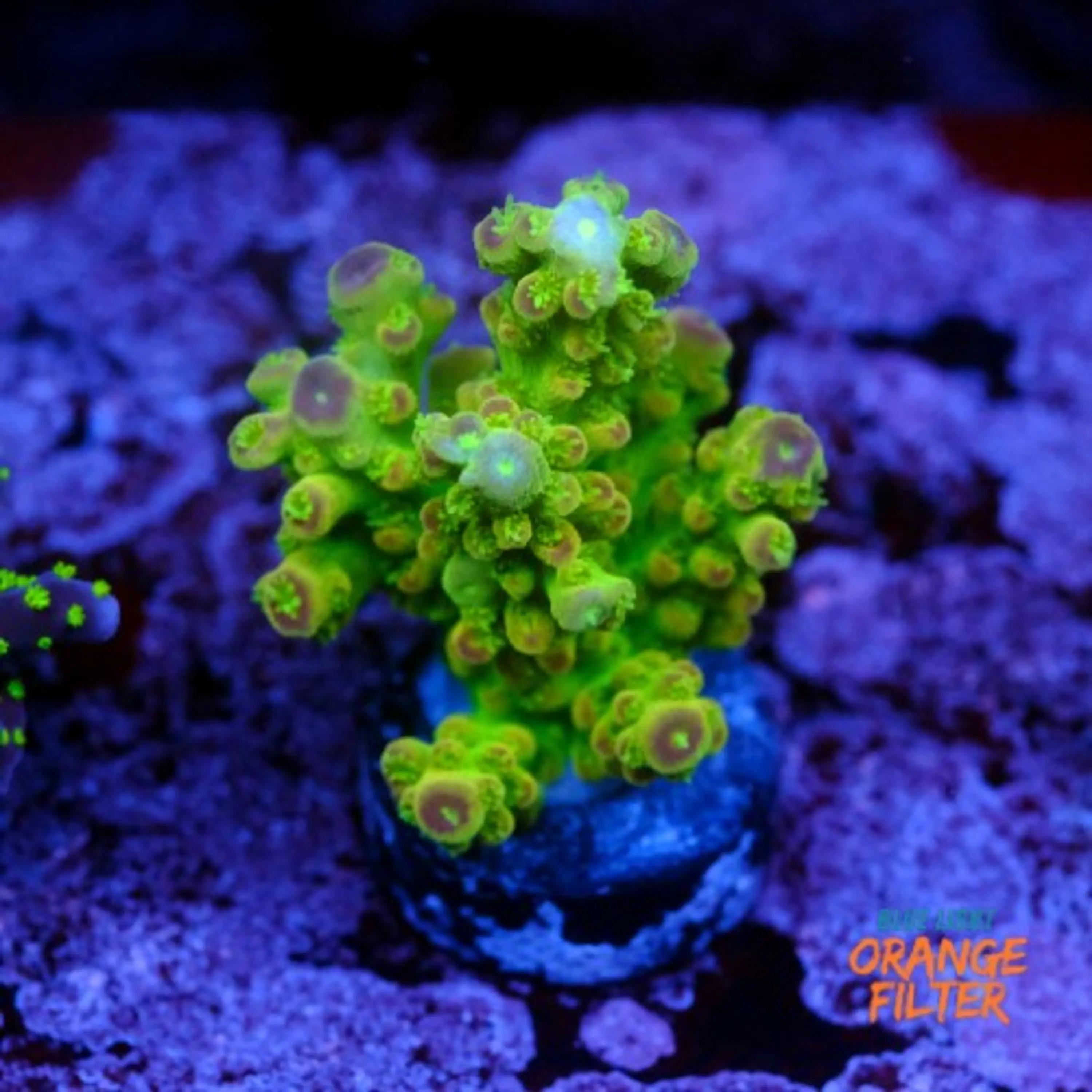 Acropora florida