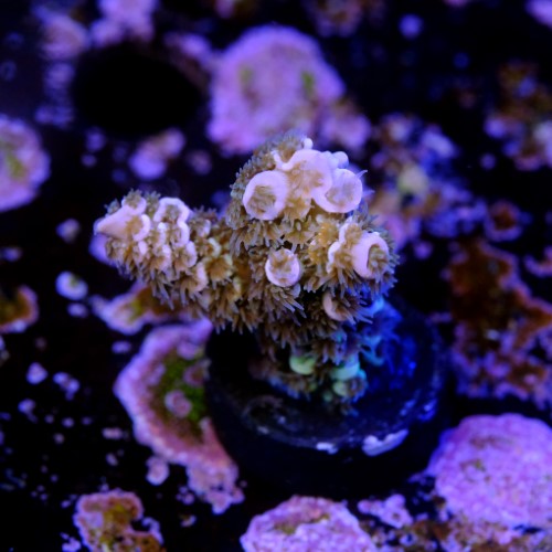 Acropora tenuis  2