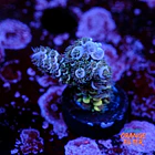 Acropora tenuis  1