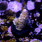 Acropora tenuis  2