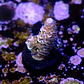 Acropora tenuis  - Thumbnail 2