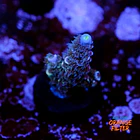 Acropora tenuis  1