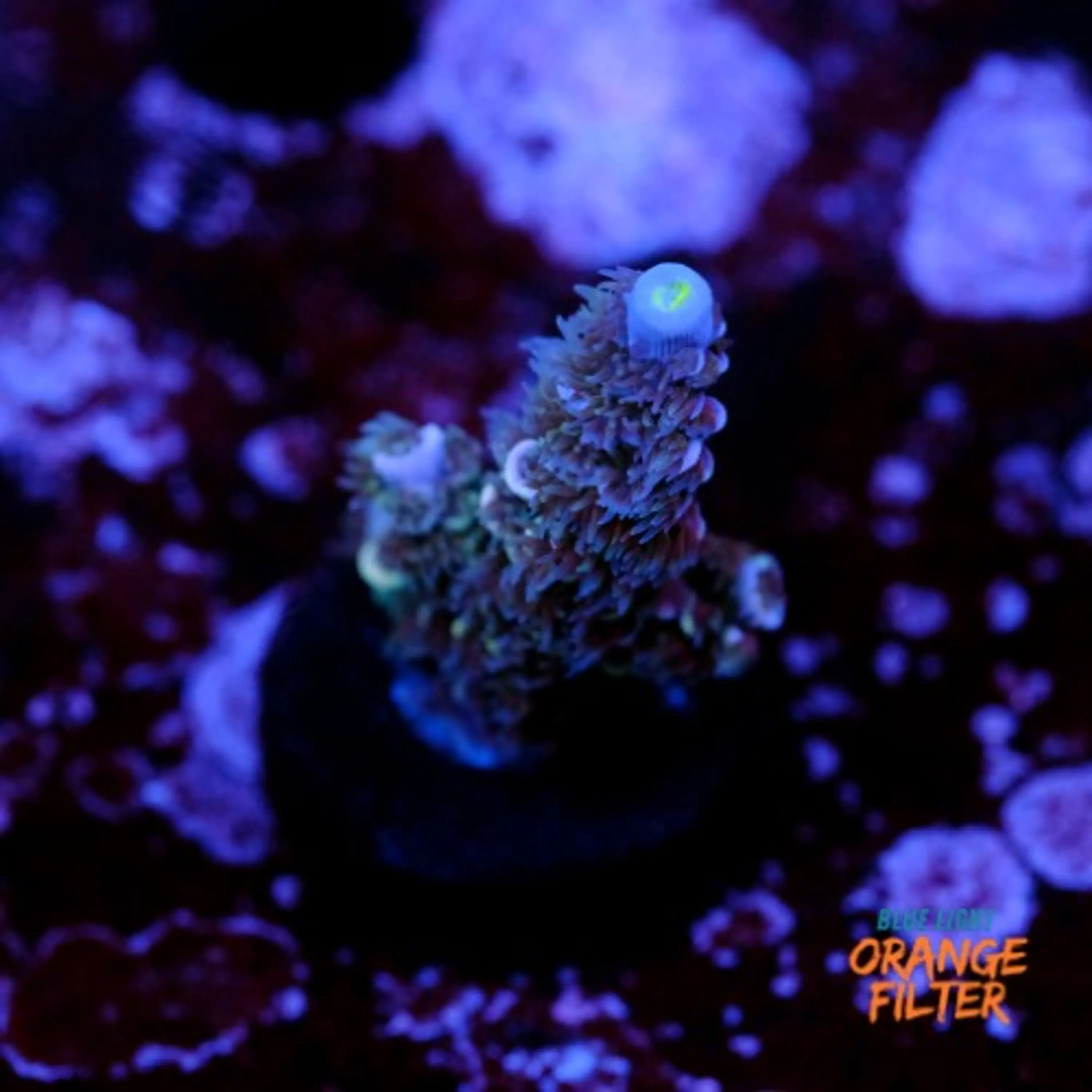 Acropora tenuis 