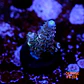 Acropora tenuis  - Thumbnail 1