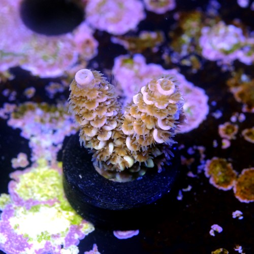Acropora tenuis  2