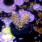 Acropora tenuis  2