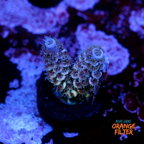 Acropora tenuis  1