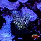 Acropora tenuis  1
