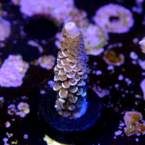 Acropora tenuis  2