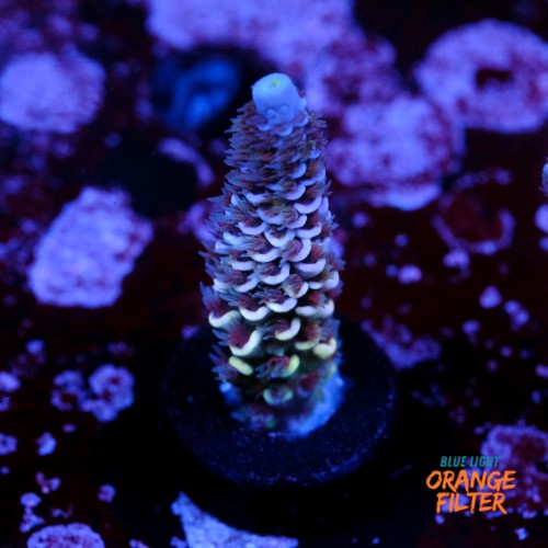 Acropora tenuis  1