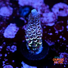 Acropora tenuis  1