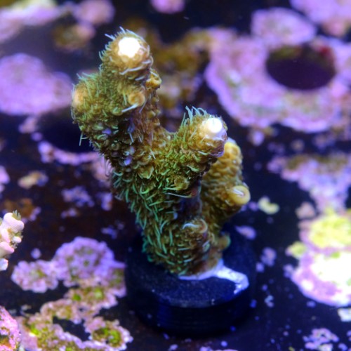 Acropora millepora green 2