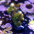 Acropora millepora green 2
