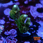 Acropora millepora green 1