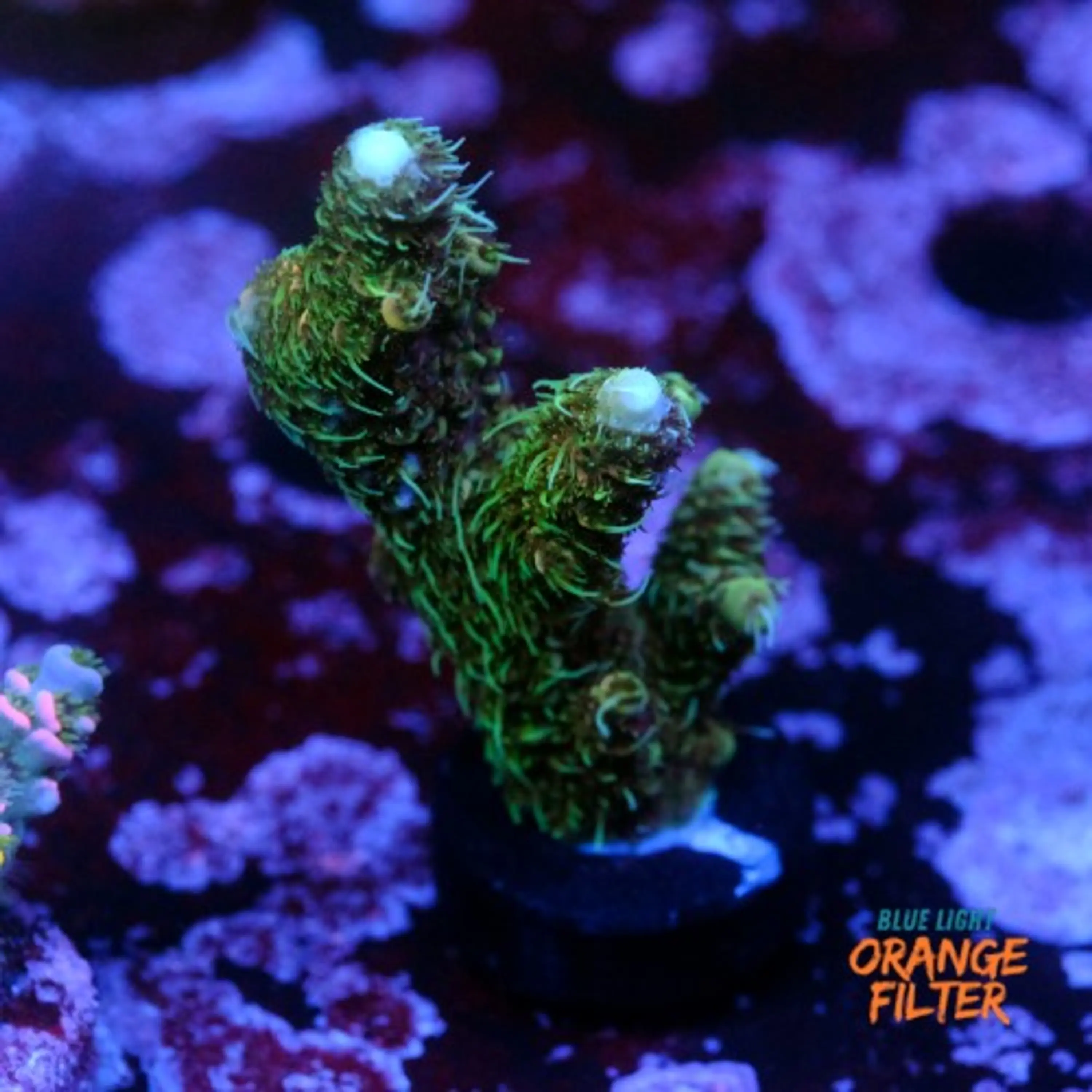 Acropora millepora green