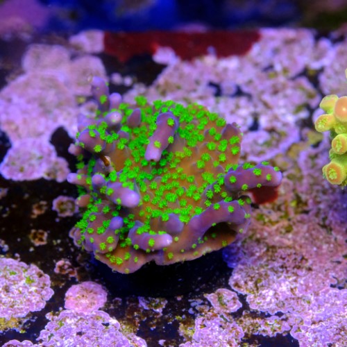Montipora star wars  2