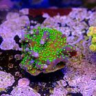 Montipora star wars  2