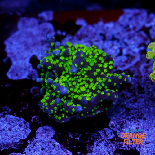 Montipora star wars  1