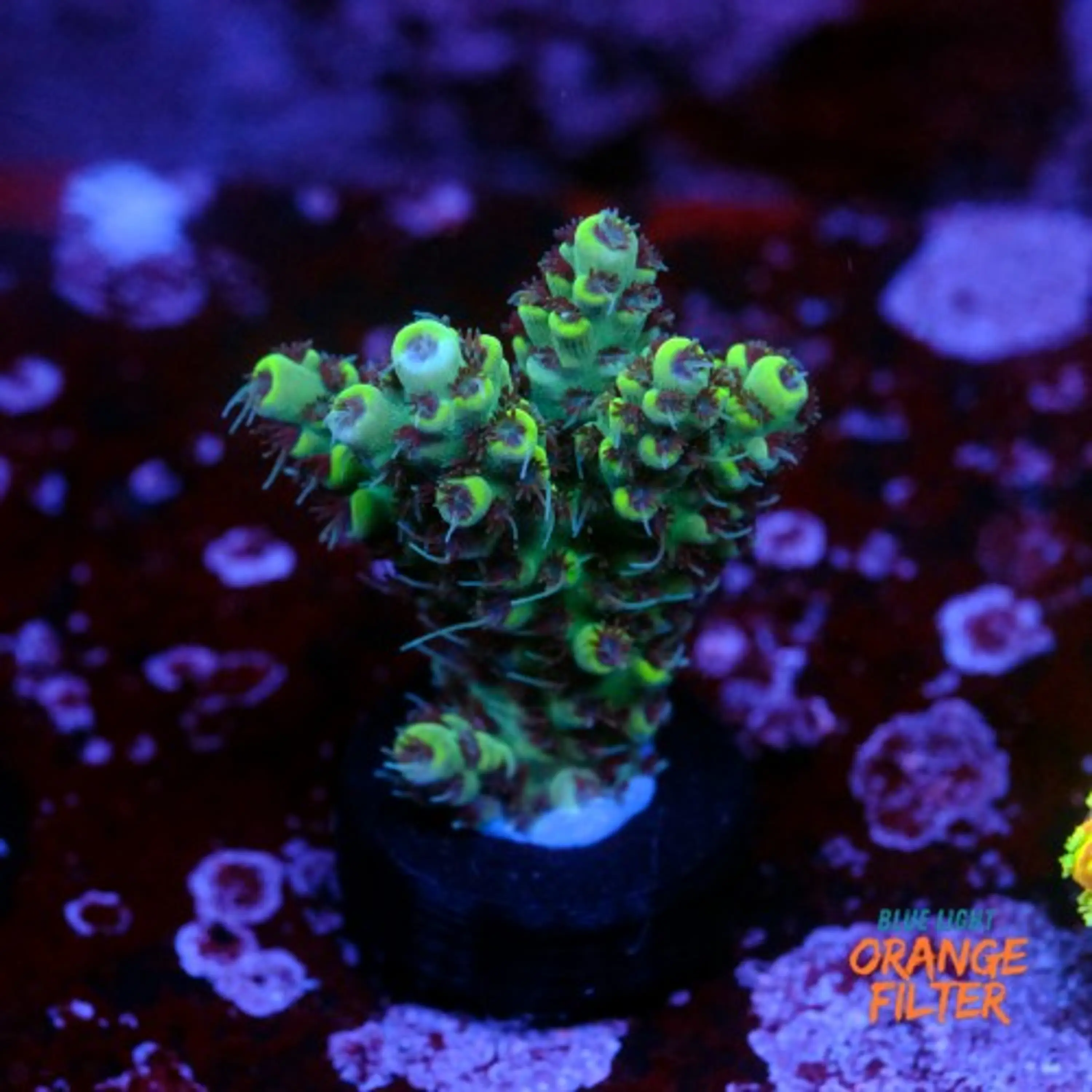 Acropora pikachu