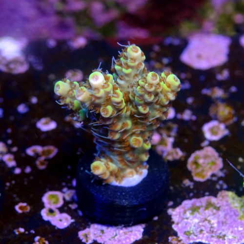 Acropora pikachu 2