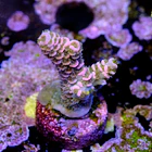 Acropora tenuis unicorn kiss 2