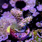 Acropora tenuis unicorn kiss - Thumbnail 2