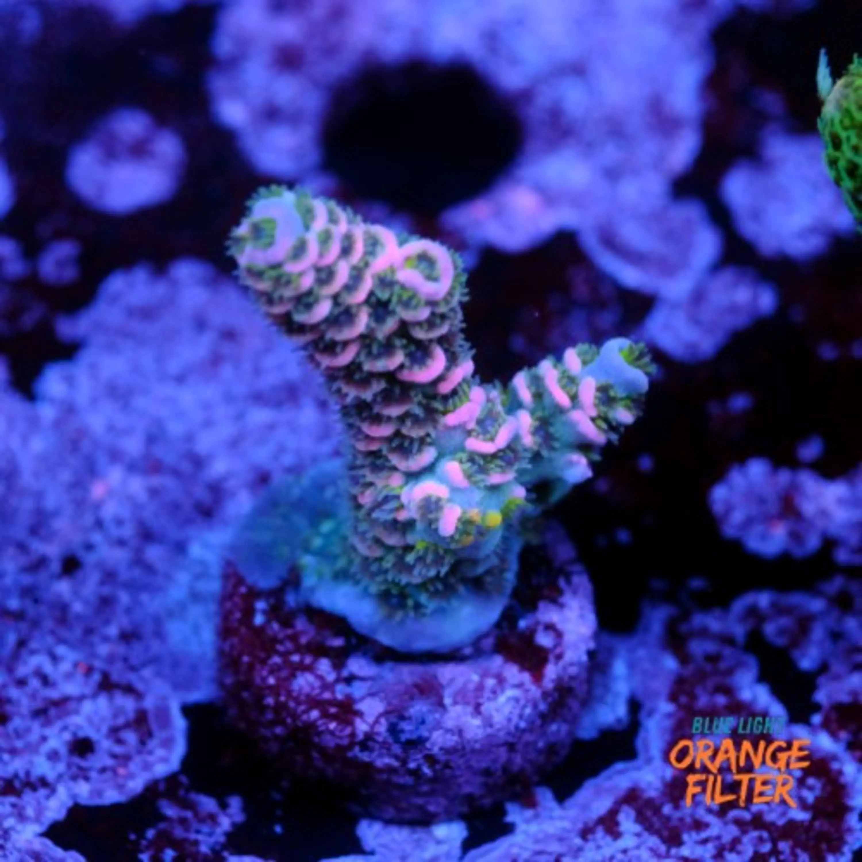Acropora tenuis unicorn kiss