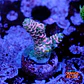 Acropora tenuis unicorn kiss - Thumbnail 1