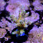 Acropora tricolor 2