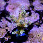 Acropora tricolor - Thumbnail 2