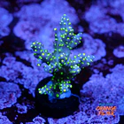 Acropora tricolor 1