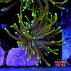 Euphyllia dragon soul  1