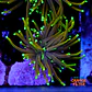 Euphyllia dragon soul  - Thumbnail 1