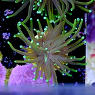 Euphyllia dragon soul  2