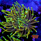 Euphyllia dragon soul  1