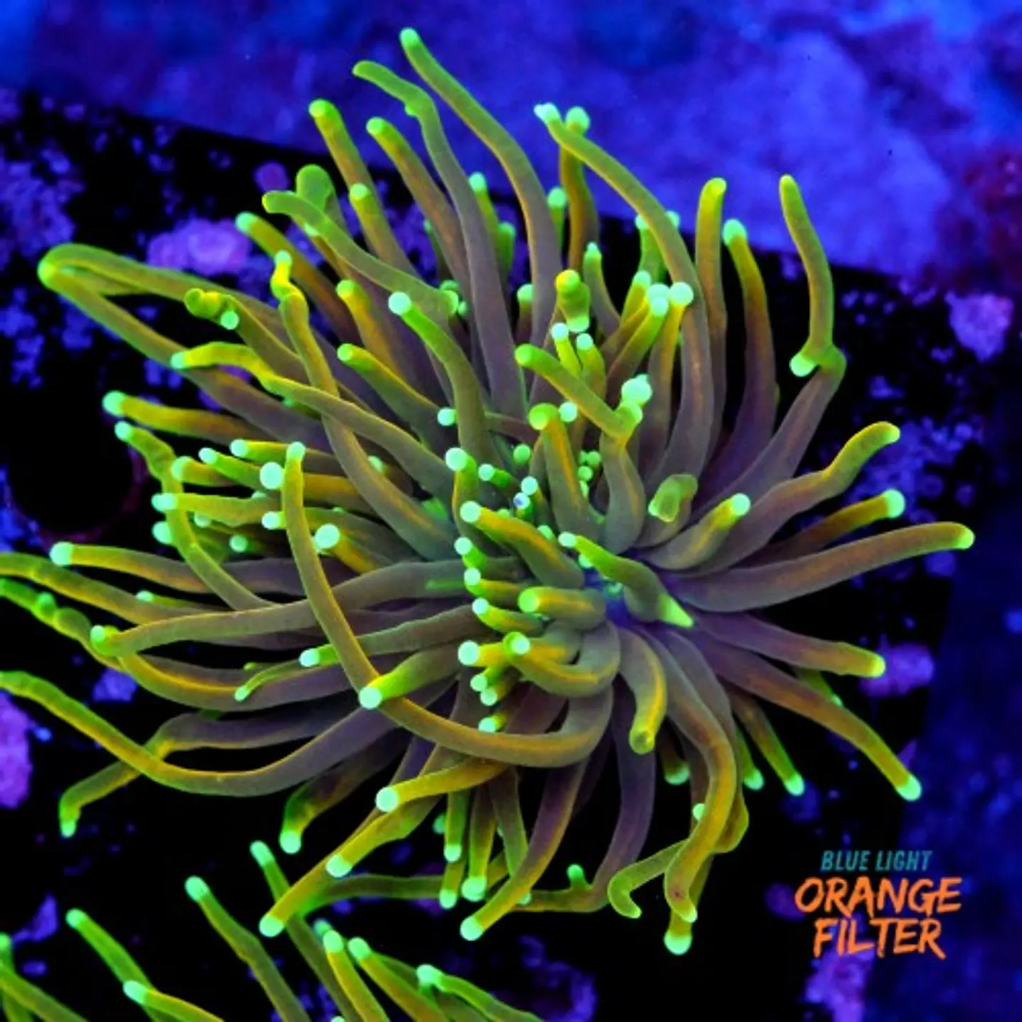 Euphyllia dragon soul  1