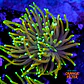 Euphyllia dragon soul  - Thumbnail 1