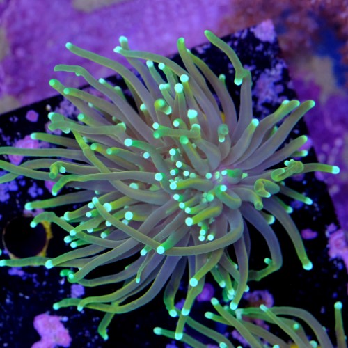 Euphyllia dragon soul  2