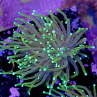 Euphyllia dragon soul  2