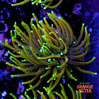Euphyllia dragon soul 1