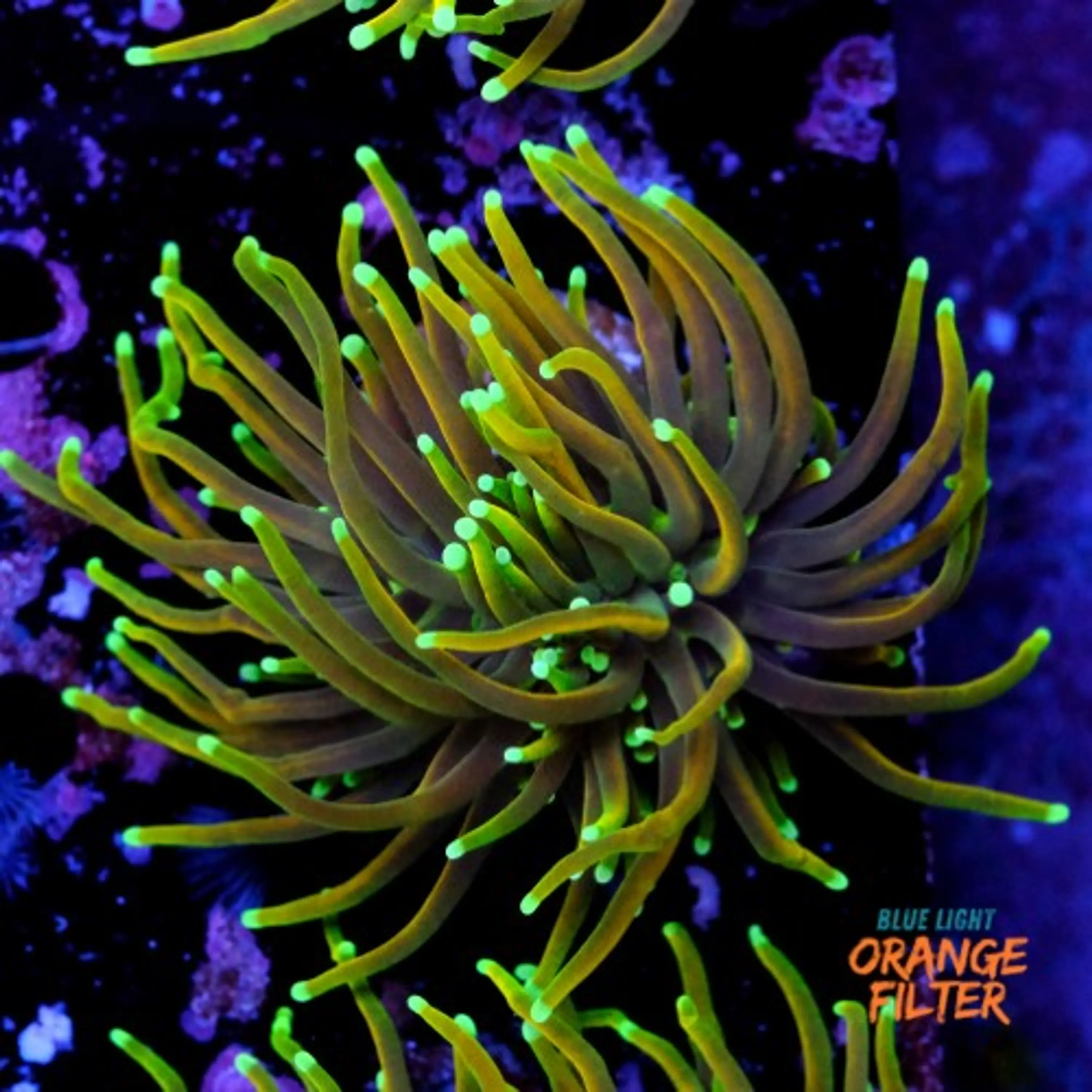 Euphyllia dragon soul