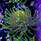 Euphyllia dragon soul 2