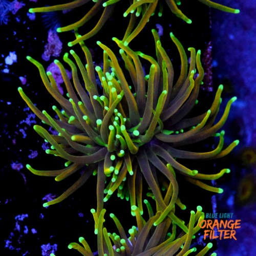 Euphyllia dragon soul 1
