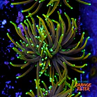 Euphyllia dragon soul 1