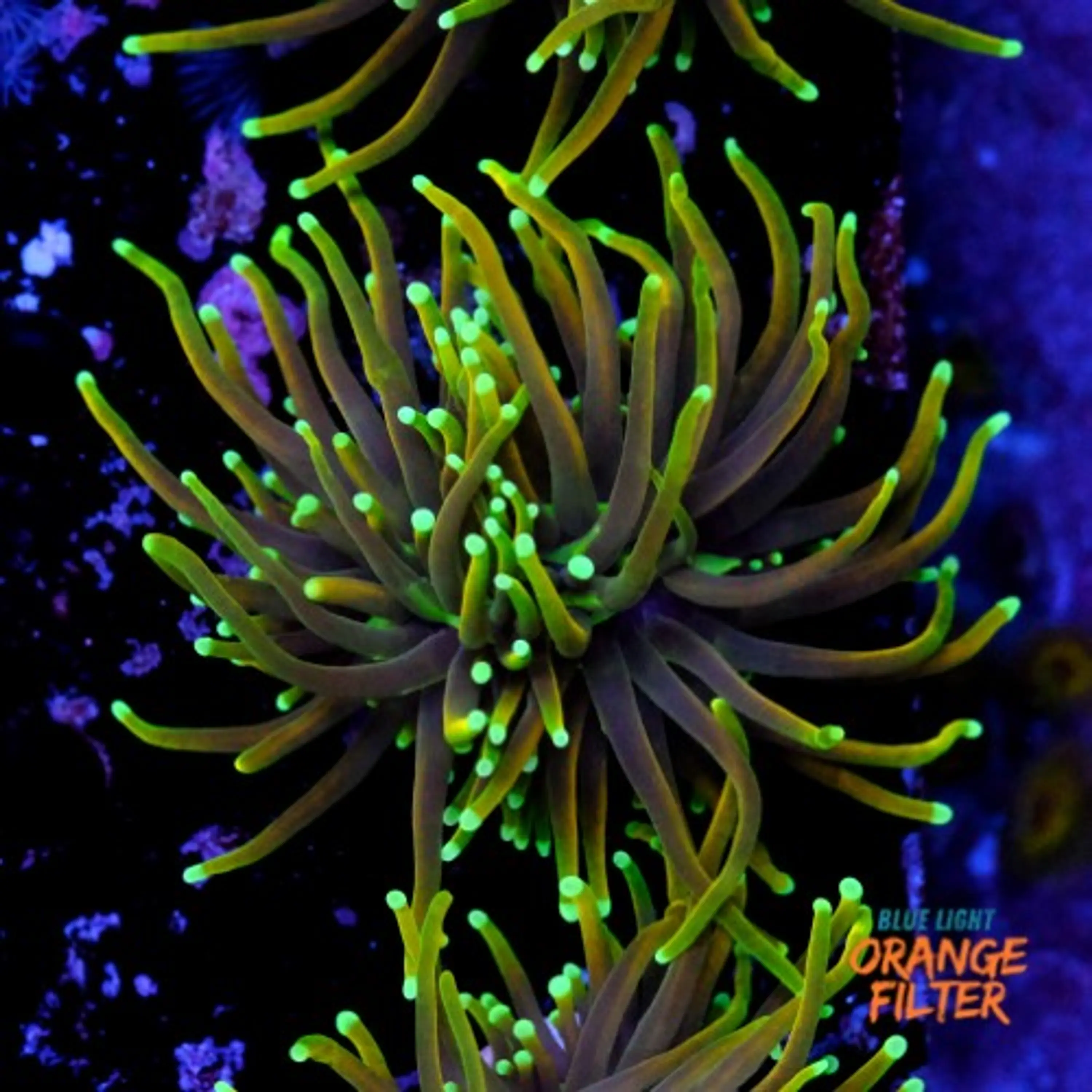 Euphyllia dragon soul